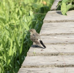 Syrtidicola fluviatilis