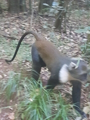 Cercopithecus mitis kolbi