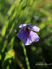Erodium gruinum