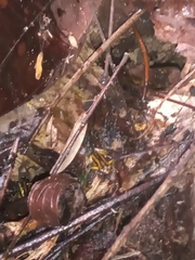 Andinobates fulguritus