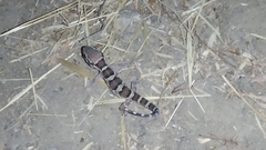 Hemidactylus sahgali