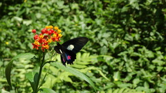 Parides anchises nephalion