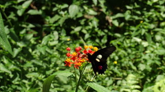 Parides anchises nephalion
