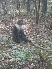 Cercopithecus mitis kolbi