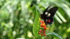 Parides anchises nephalion