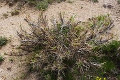 Astragalus bactrianus