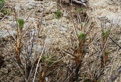 Astragalus bactrianus