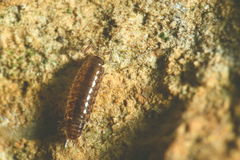 Chaetophiloscia sicula