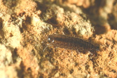 Chaetophiloscia sicula