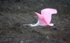 Platalea ajaja