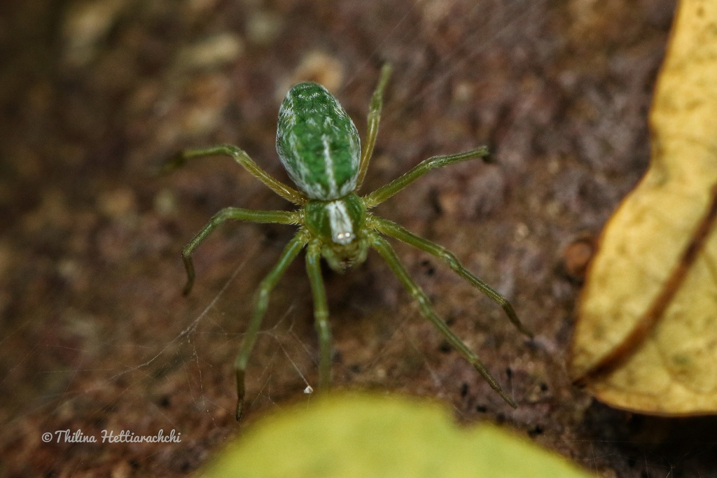 Ajmonia smaragdula