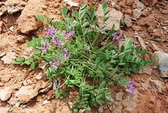 Astragalus filicaulis