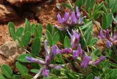 Astragalus filicaulis