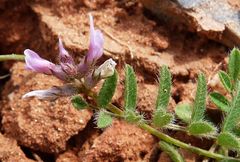 Astragalus filicaulis