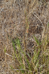 Indigofera psoraloides