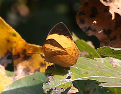 Cupha erymanthis maja