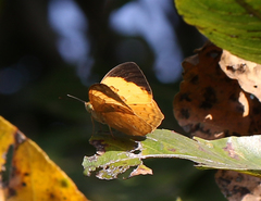 Cupha erymanthis maja