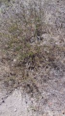Psoralea uncinata