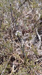 Psoralea uncinata