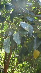 Senna macranthera