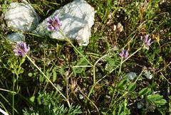 Astragalus filicaulis