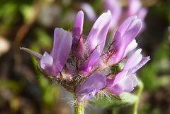 Astragalus filicaulis