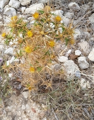 Carlina graeca