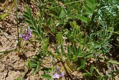 Astragalus filicaulis