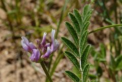 Astragalus filicaulis