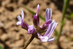 Astragalus filicaulis