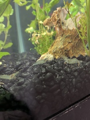 Palaemon antennarius