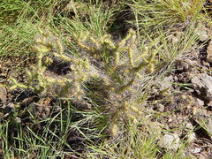 Opuntia pubescens