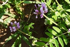 Astragalus filicaulis