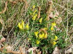 Chamaecytisus ratisbonensis