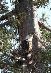 Haliaeetus leucocephalus
