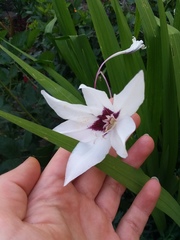 Gladiolus murielae