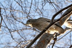 Nycticorax nycticorax