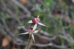 Caladenia heberleana