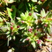 Anthospermum galioides - Photo (c) Petra Broddle, algunos derechos reservados (CC BY-NC)