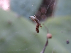 Uloborus walckenaerius