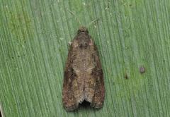 Endothenia ericetana