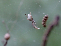Uloborus walckenaerius