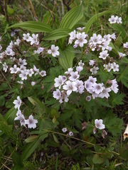 Geranium krylovii