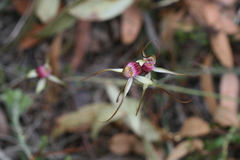 Caladenia heberleana