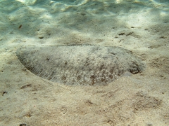 Phyllichthys punctatus