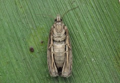 Endothenia ericetana