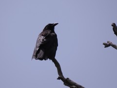 Corvus jamaicensis