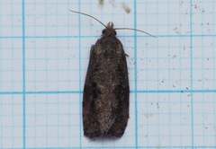 Endothenia ericetana