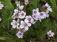 Geranium krylovii