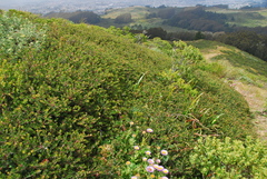 Arctostaphylos uva-ursi suborbiculata